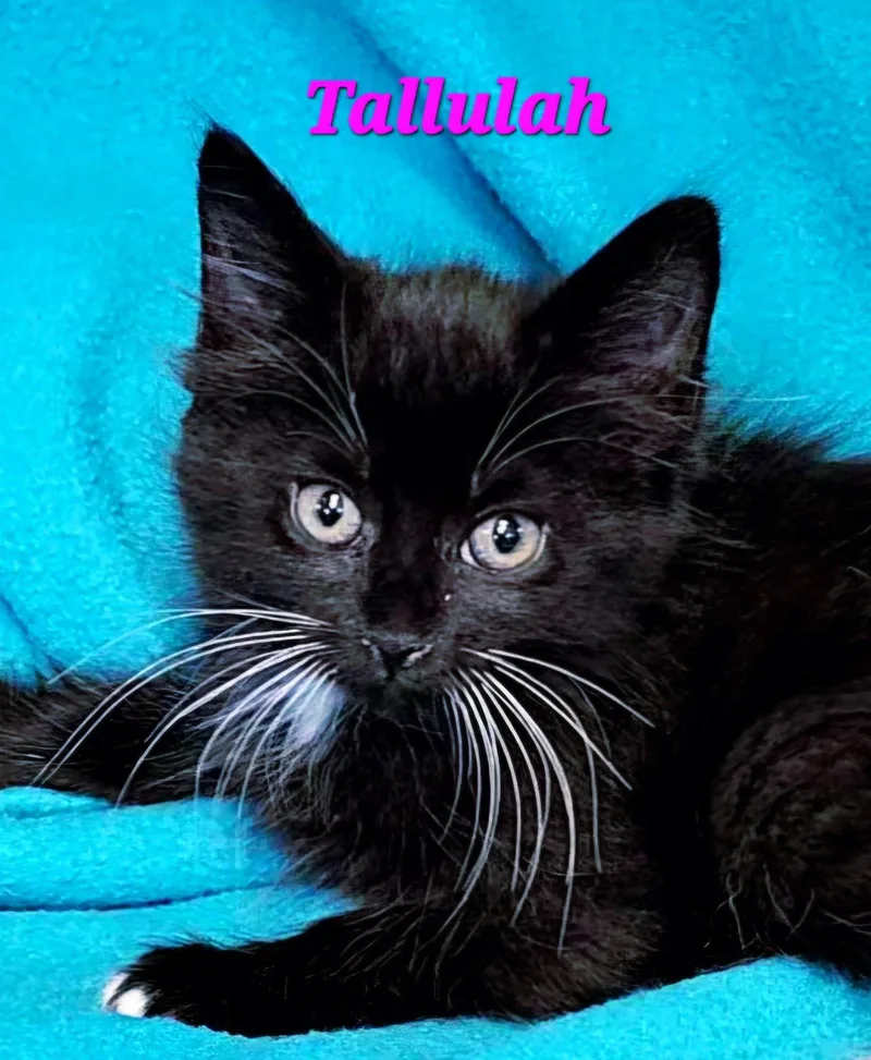 Tallulah