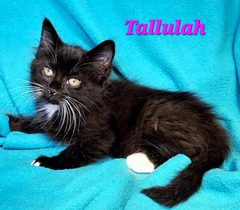 Tallulah thumbnail 3