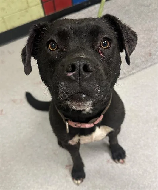 A young large-sized female Labrador Retriever dog named Susie for adoption in Indianapolis, IN