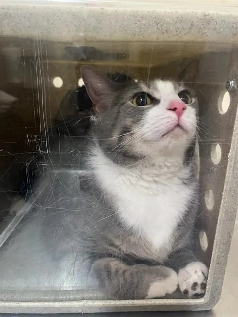 An adult extra large-sized male Domestic Long Hair cat named Big Mac for adoption in Louisville, KY
