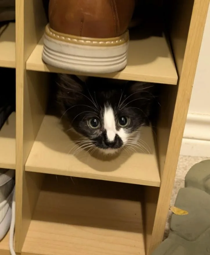 A baby medium-sized female Black & White / Tuxedo Domestic Medium Hair cat named Kabocha for adoption in Bryan, TX