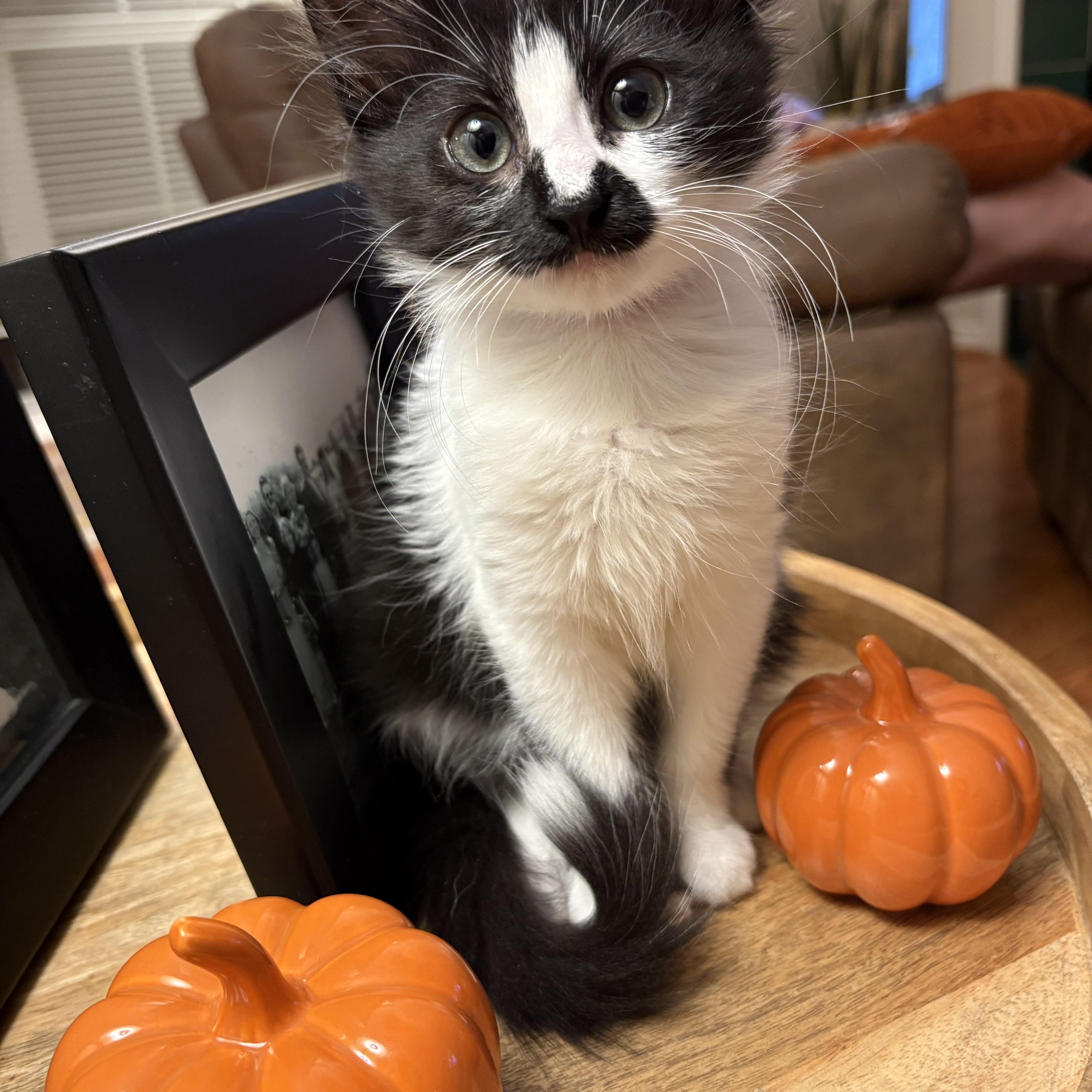 Kabocha thumbnail 5