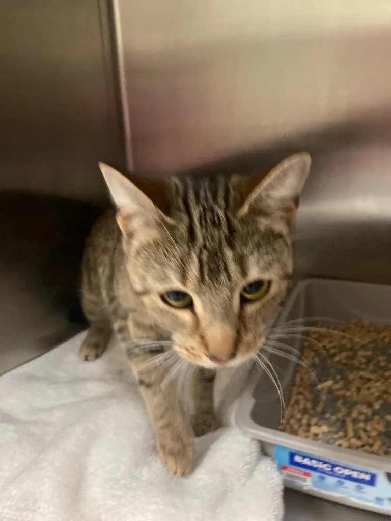 A young medium-sized female Domestic Short Hair cat named Maple for adoption in Meriden, CT