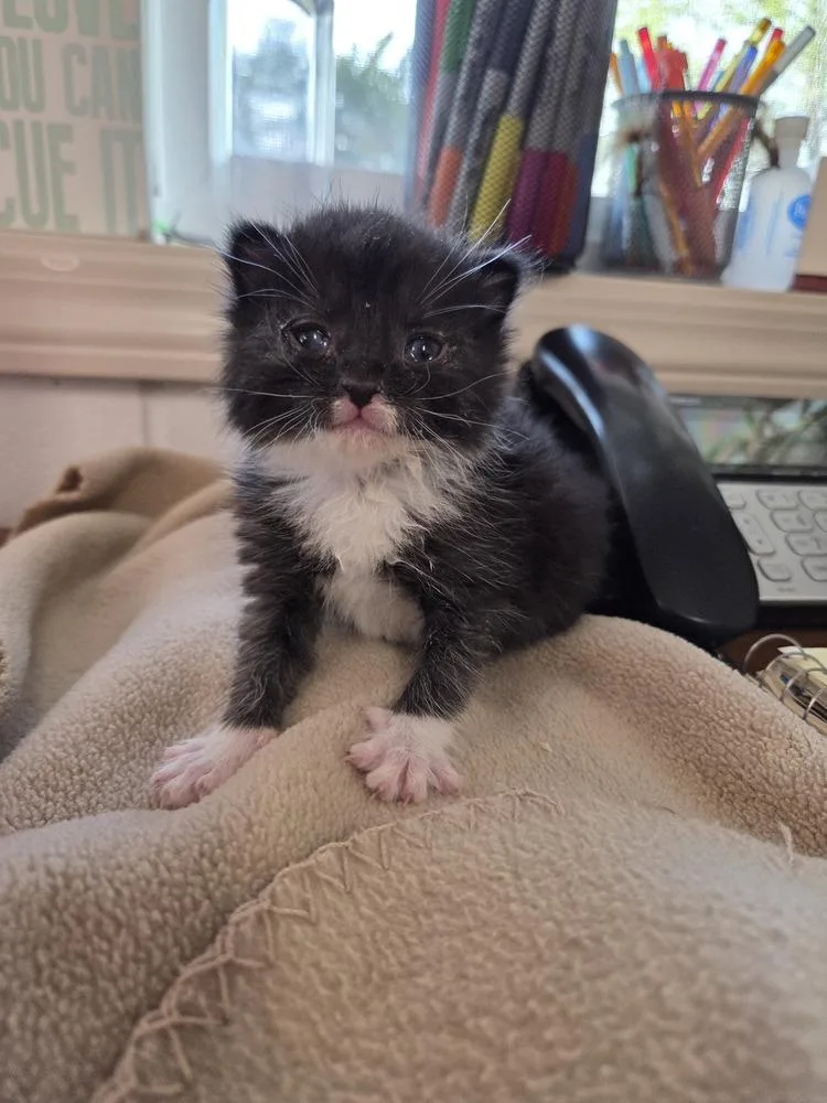 A baby small-sized male Gray & White Domestic Short Hair cat named Gumbo for adoption in Salmon, ID