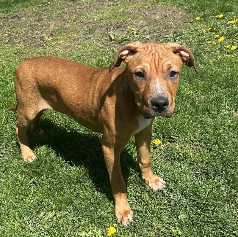 A young large-sized female White / Cream Mixed Breed dog named Zazu for adoption in Hilton, NY