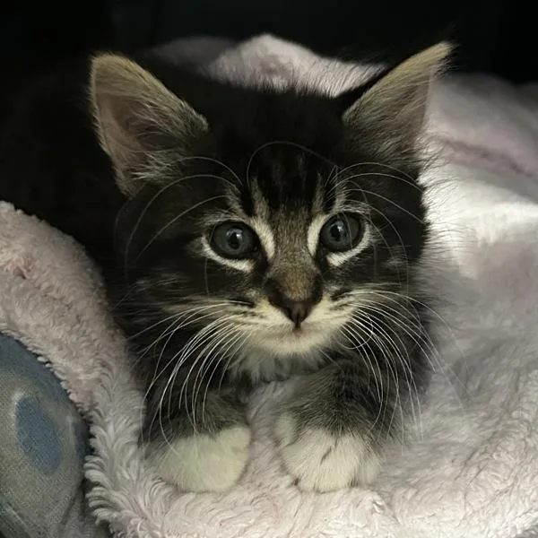 A baby medium-sized male Domestic Short Hair cat named Monkey Business for adoption in Oakland, CA