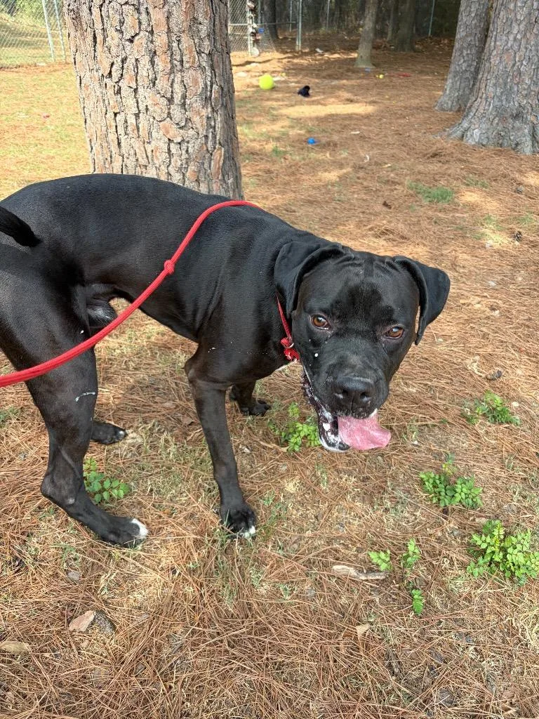 A young large-sized male Boxer dog named Milo for adoption in Little Rock, AR