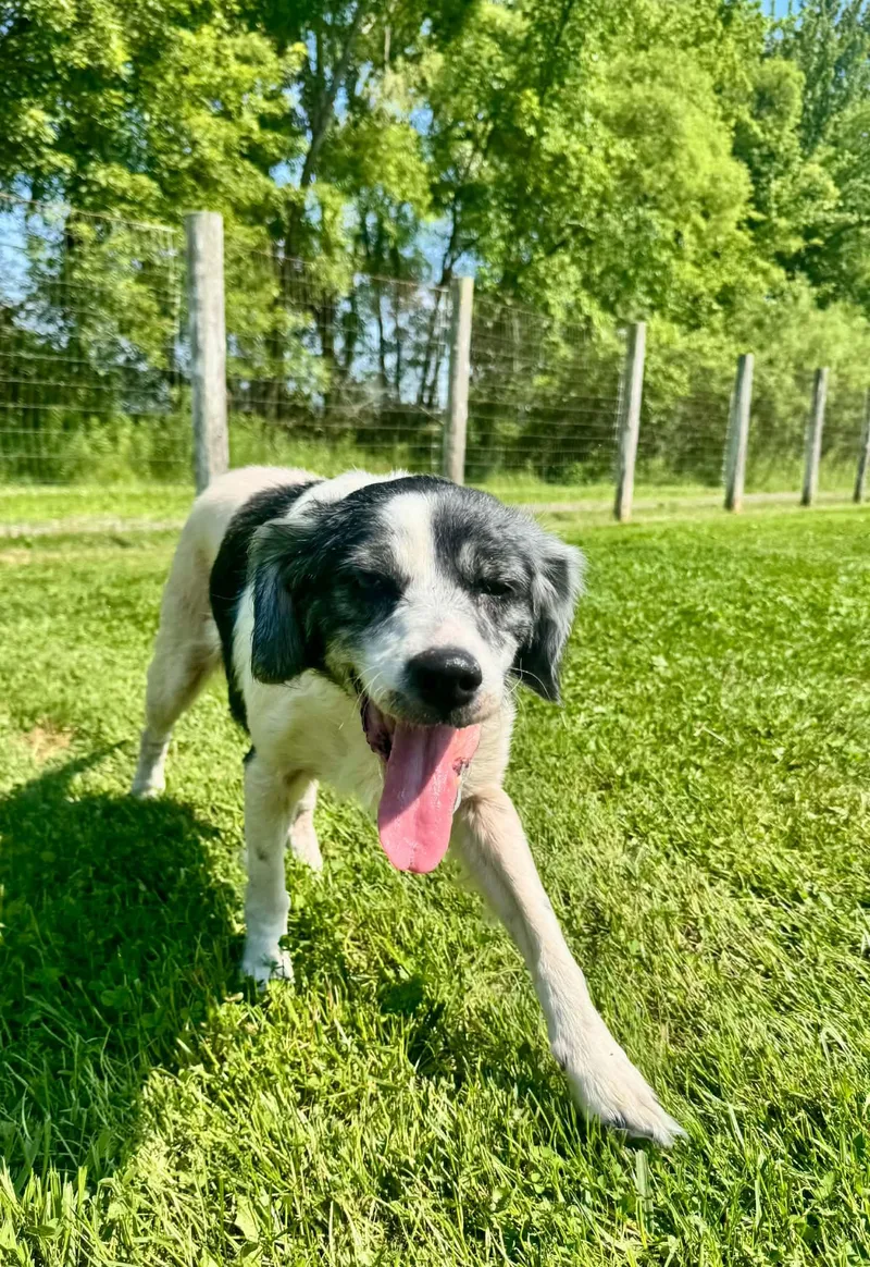 An adult medium-sized female White / Cream English Springer Spaniel dog named Flo for adoption in Port Huron, MI