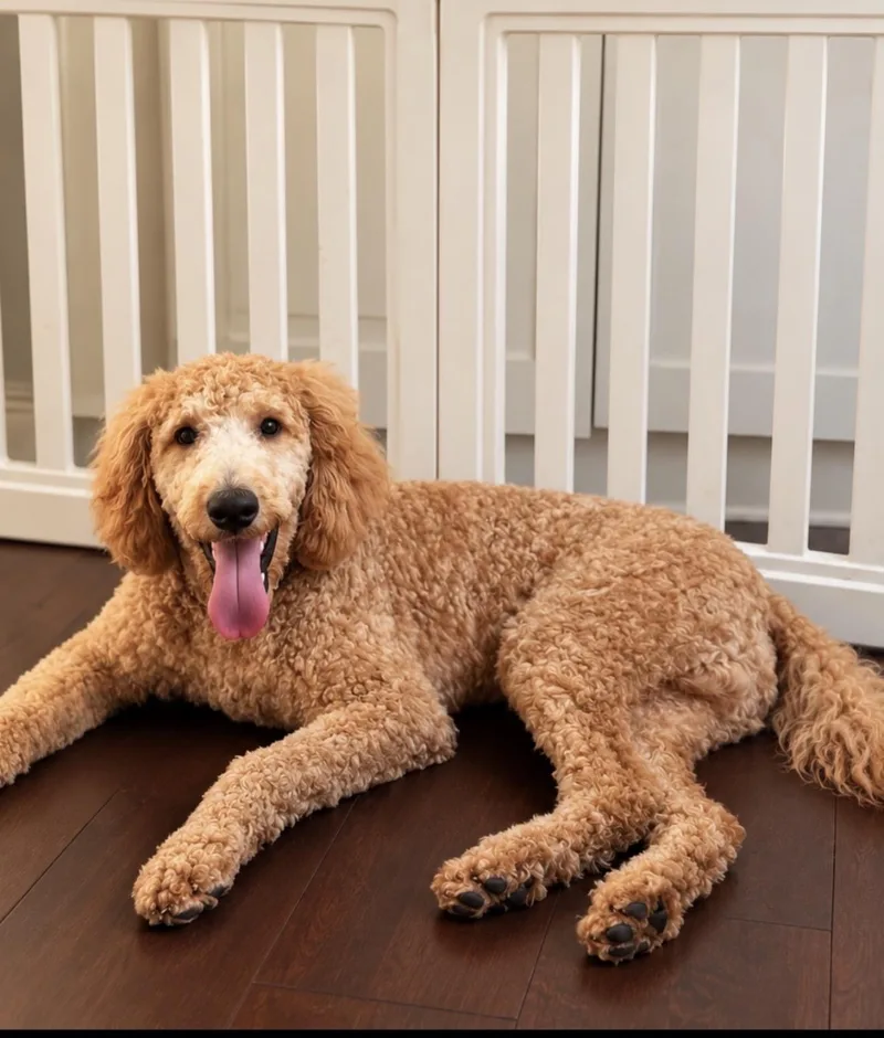 A young large-sized male Goldendoodle dog named Benji for adoption in Lawrenceville, GA