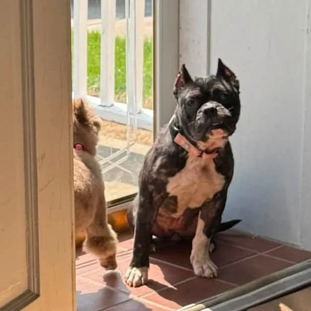 An adult medium-sized female Black English Bulldog dog named Charlee for adoption in Huber Heights, OH