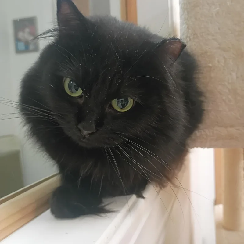 A young medium-sized male Black Domestic Long Hair cat named Frankie for adoption in Pocatello, ID