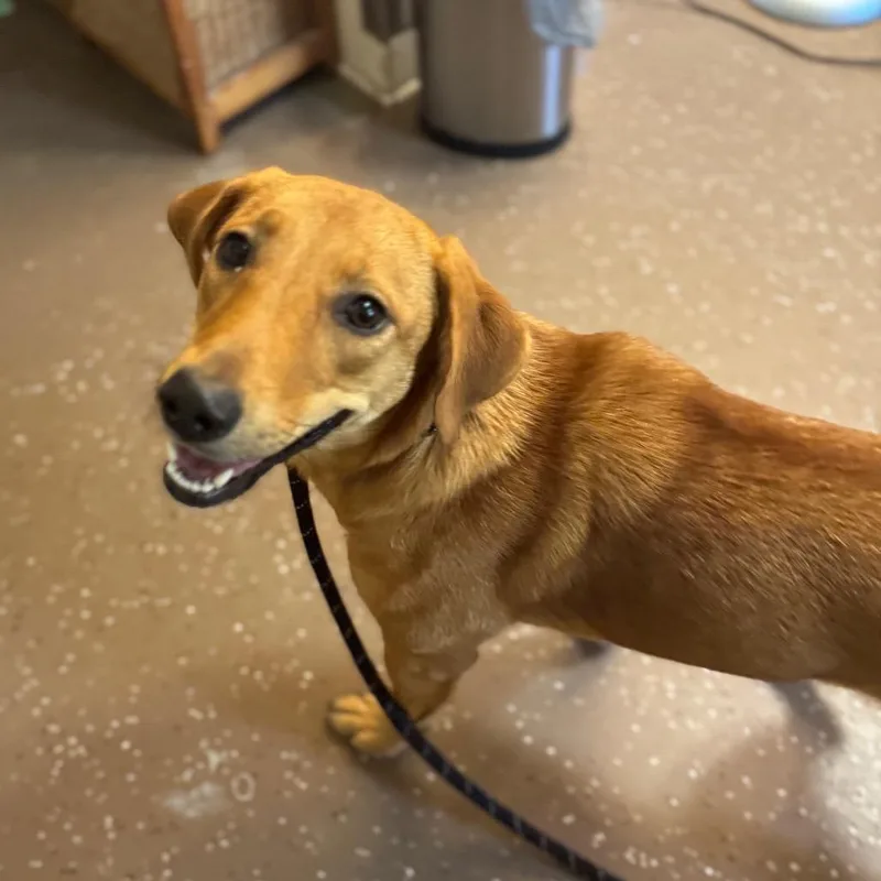 An adult medium-sized female Brown / Chocolate Mixed Breed dog named Baby for adoption in Belleville, IL