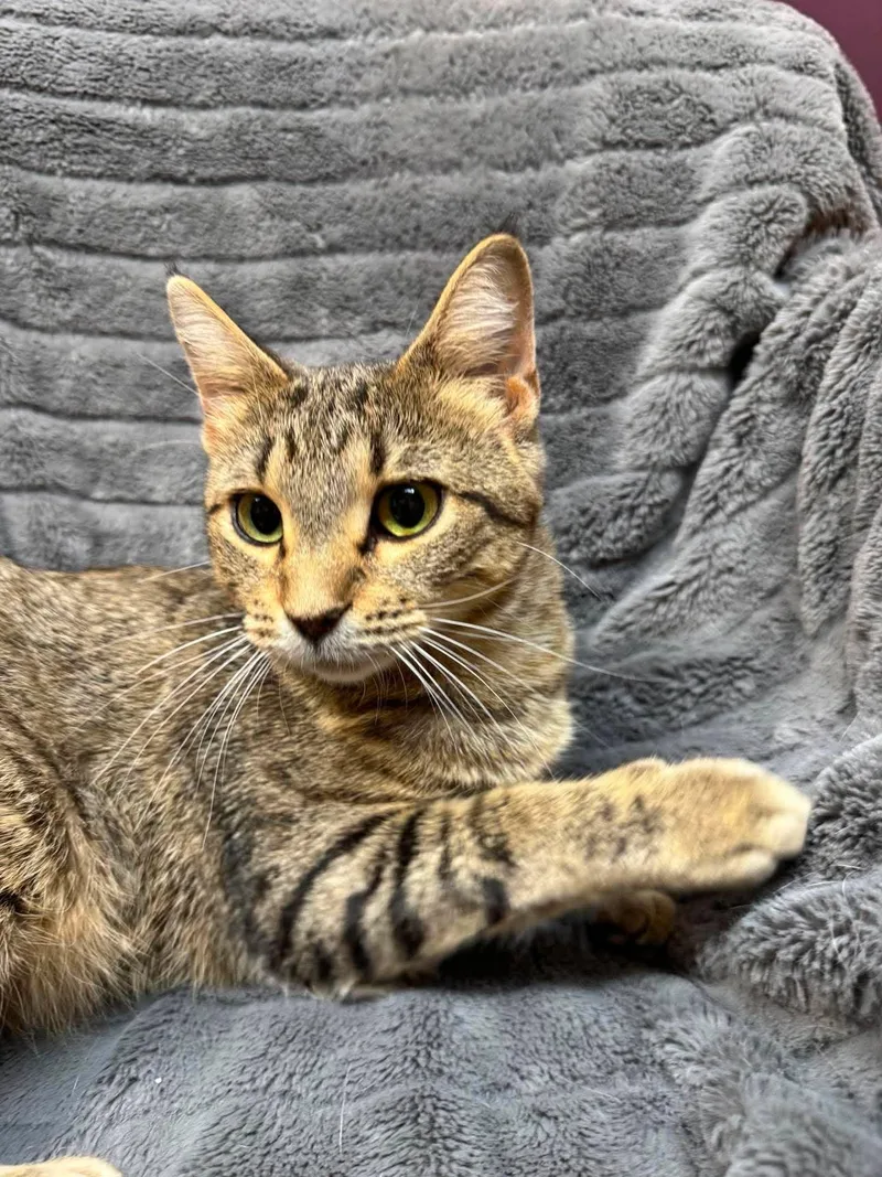 A young medium-sized female Tabby (Gray / Blue / Silver) Domestic Short Hair cat named Miah for adoption in Alexandria, MN