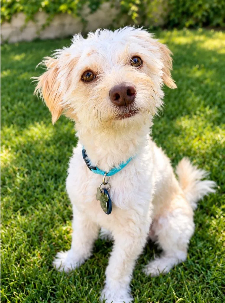 A young small-sized male Poodle dog named Scout for adoption in Rolling HIlls Estates , CA