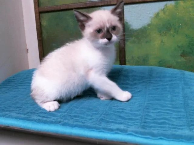 A baby small-sized female Domestic Short Hair cat named Dinosaur for adoption in Houston, TX