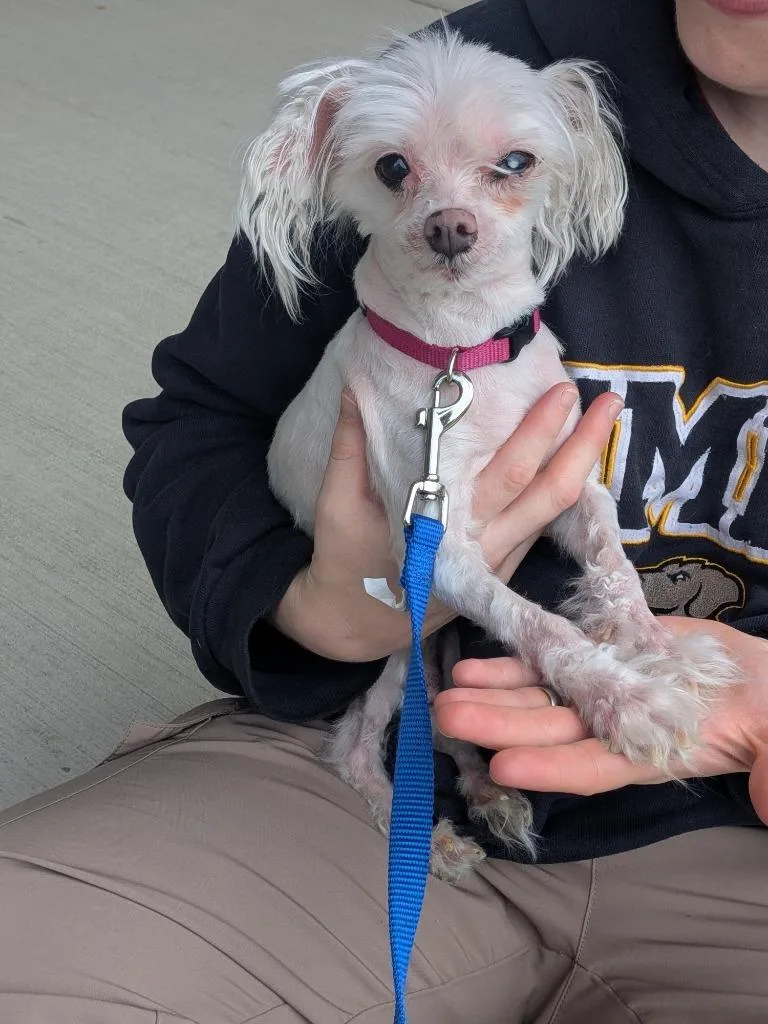 Maxwell thumbnail 3