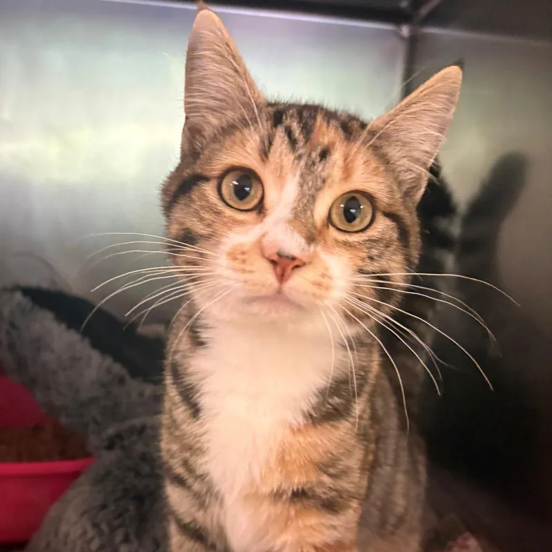 A young small-sized female Calico Domestic Long Hair cat named Skittles for adoption in Chehalis, WA