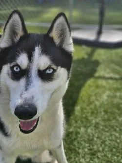 An adult medium-sized male Husky dog named Beetleguise for adoption in Savannah, GA