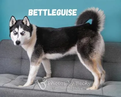 Beetleguise thumbnail 2