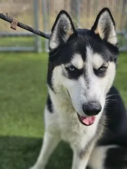 Beetleguise thumbnail 3