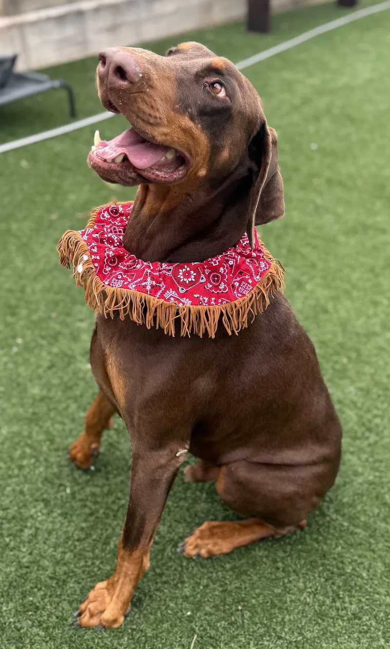 Snickers thumbnail 2