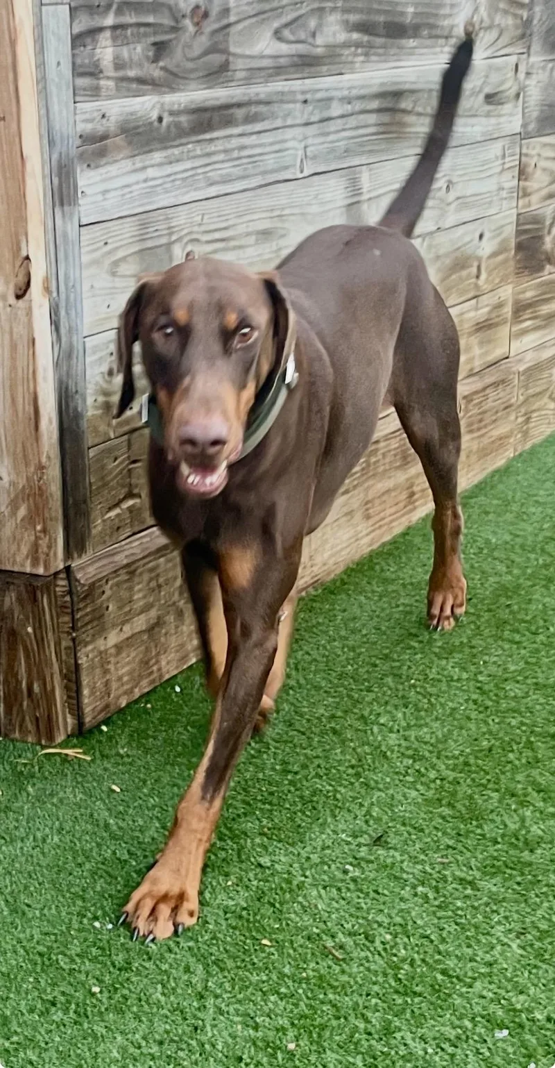 Snickers thumbnail 3