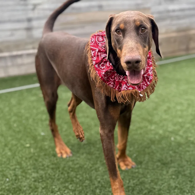 Snickers thumbnail 5