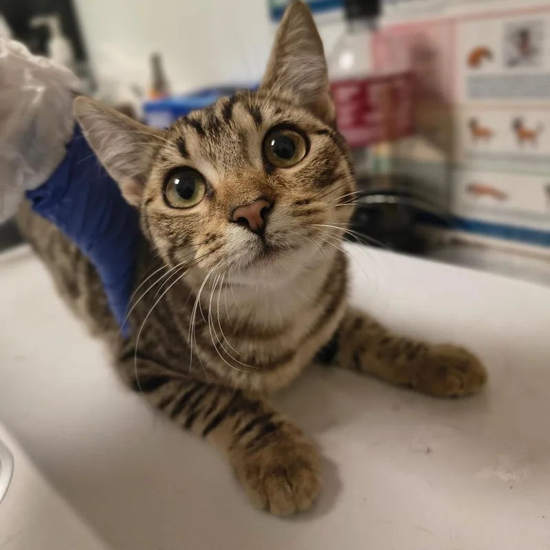A young small-sized female Brown / Chocolate Domestic Short Hair cat named Stroopwafel for adoption in Tulsa, OK
