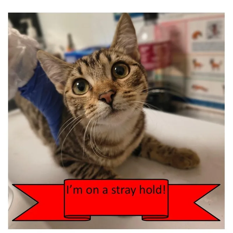 Stroopwafel thumbnail 2