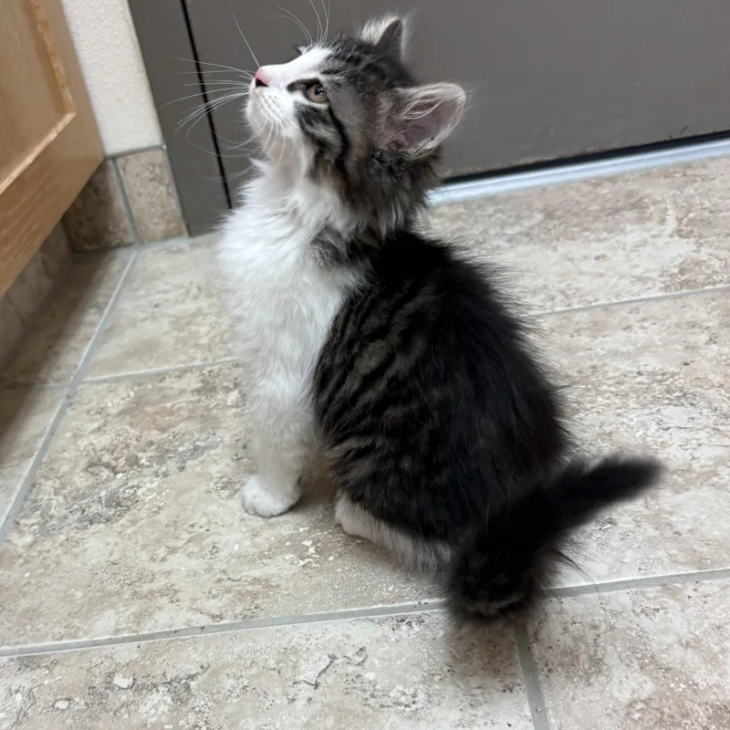 A young medium-sized male Tabby (Brown / Chocolate) Domestic Long Hair cat named Sichuan and Sansho for adoption in Hays, KS