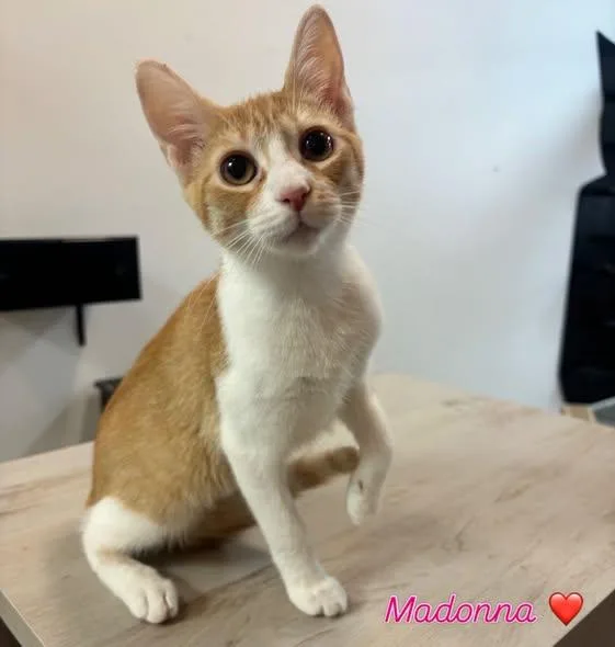 A baby medium-sized female Orange & White Domestic Short Hair cat named Madonna at Fat Cat for adoption in Tallahassee, FL