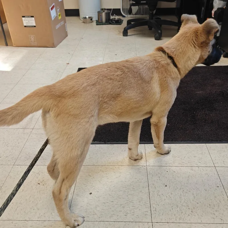 A baby medium-sized male Mixed Breed dog named Fred for adoption in Mount Gilead, NC