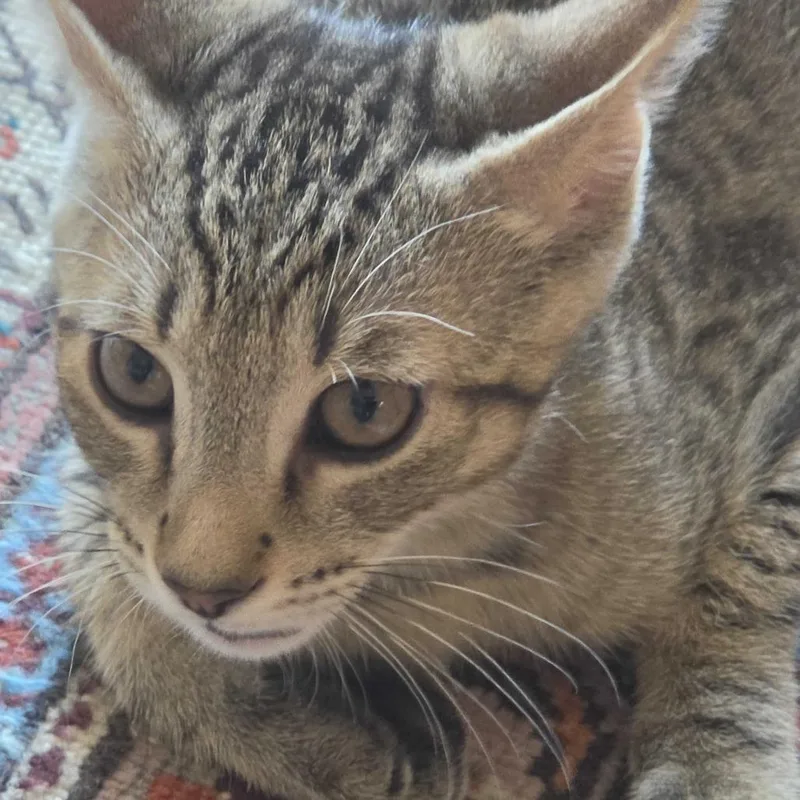 A baby small-sized male Brown / Chocolate Domestic Short Hair cat named Tony for adoption in Newark, DE