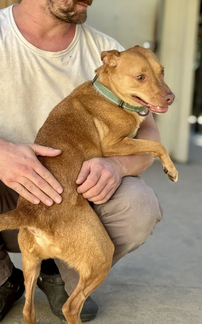 Dingo!!!  Lbs Needs thumbnail 4