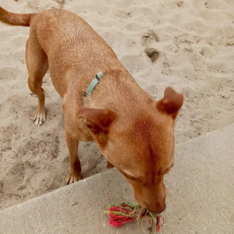 Dingo!!!  Lbs Needs thumbnail 6