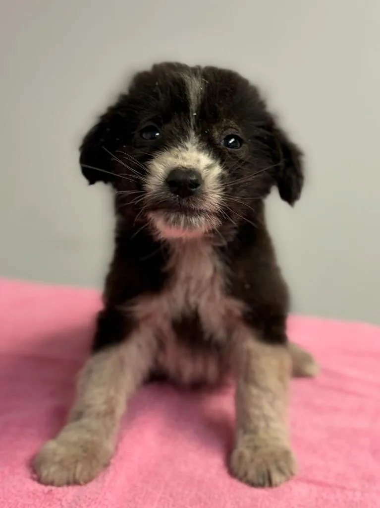 A baby small-sized female Collie dog named Monarch for adoption in Lockhart, TX
