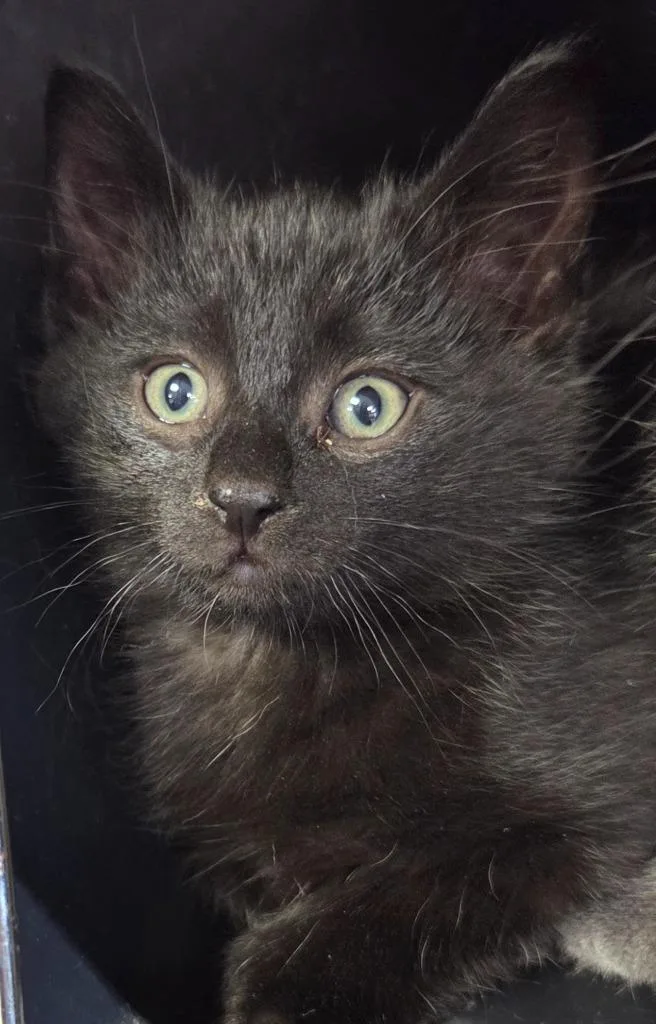 A baby small-sized male Domestic Short Hair cat named Brad for adoption in Olean, NY