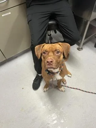 An adult medium-sized male Mixed Breed dog named Niles for adoption in West Chester, PA