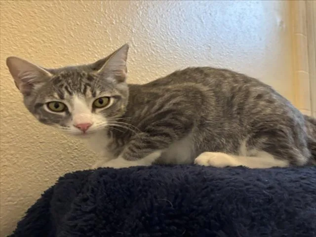 A baby small-sized male Gray / Blue / Silver Domestic Short Hair cat named Sterling for adoption in Woodland, CA