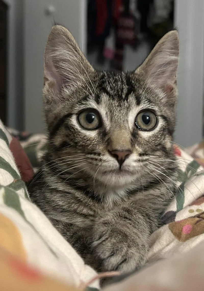 A baby medium-sized male Gray / Blue / Silver Domestic Short Hair cat named Lucky for adoption in Kansas City, MO