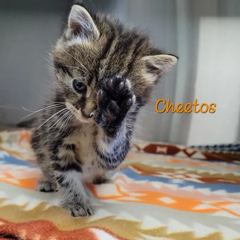 A baby small-sized female Brown / Chocolate Domestic Short Hair cat named Cheetos for adoption in Parkersburg, WV