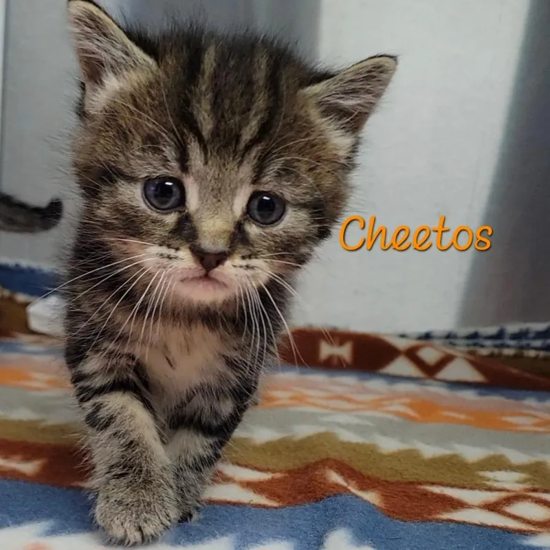 Cheetos thumbnail 3