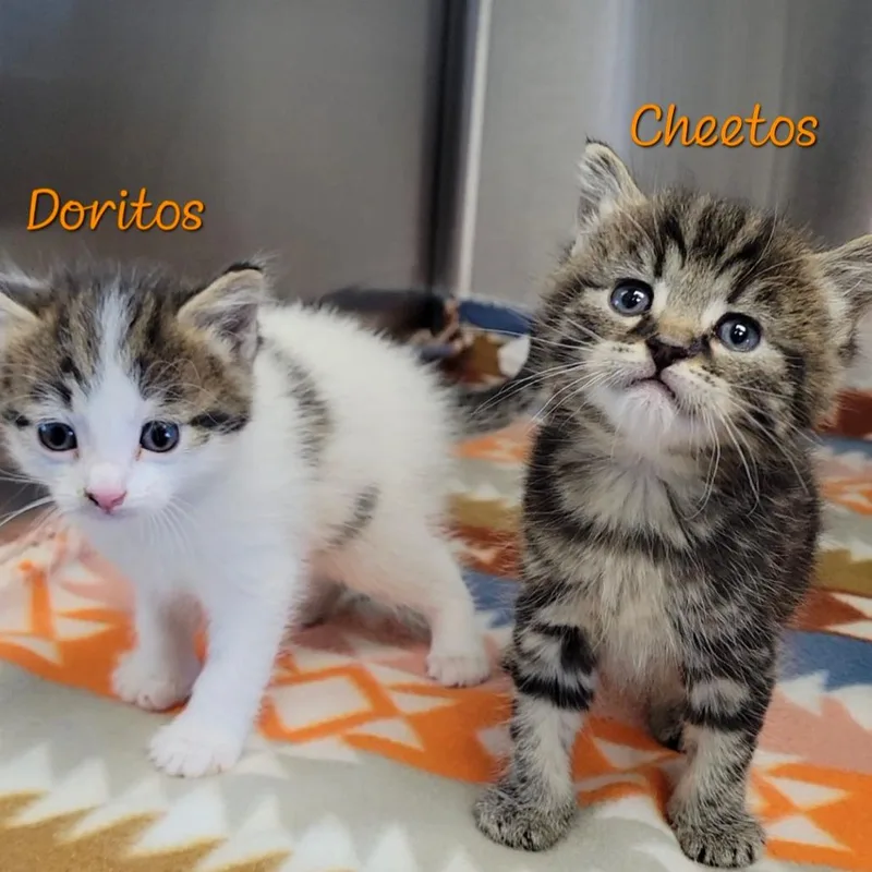 Cheetos thumbnail 4
