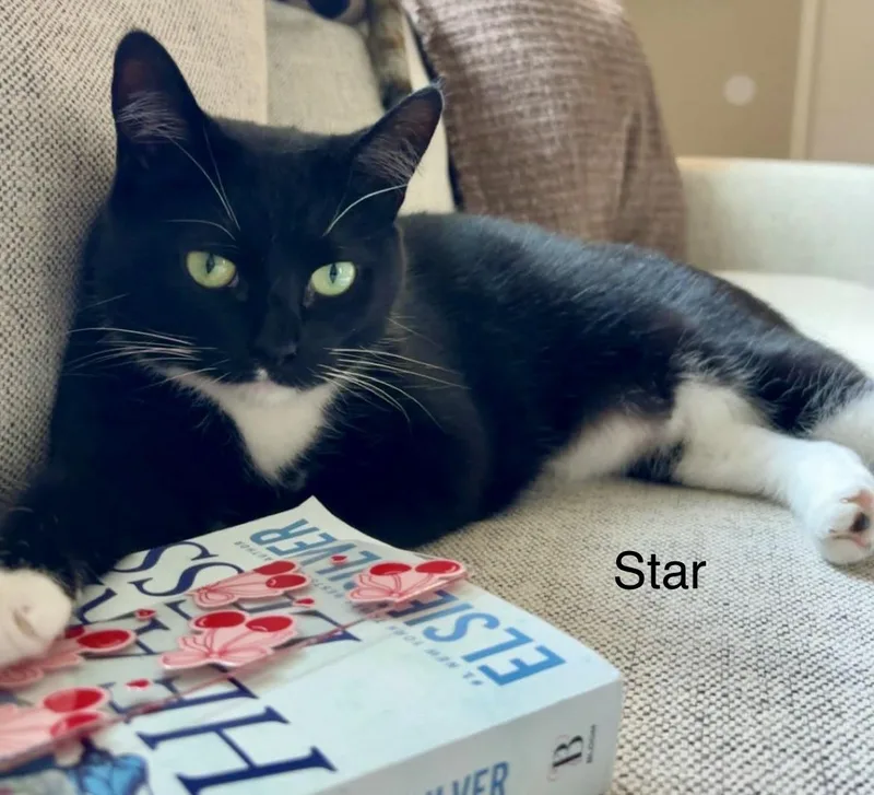 An adult medium-sized female Domestic Short Hair cat named Luna And Star for adoption in Myrtle Beach, SC