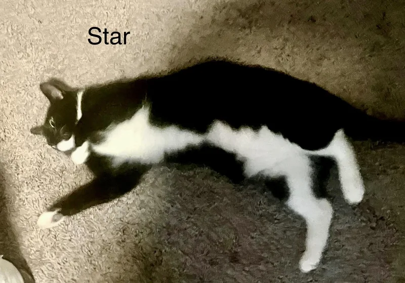 Luna And Star thumbnail 2