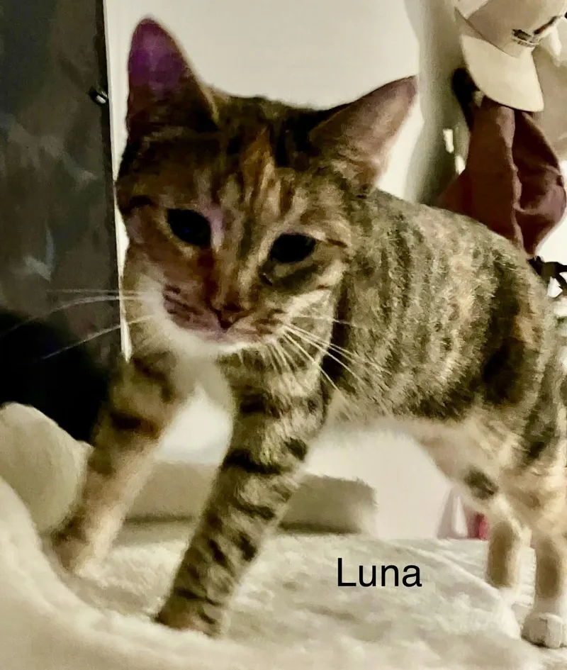 Luna And Star thumbnail 3