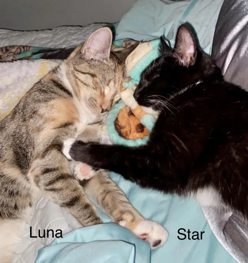 Luna And Star thumbnail 4