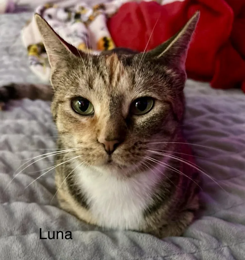 Luna And Star thumbnail 5
