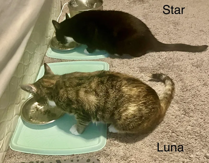 Luna And Star thumbnail 6