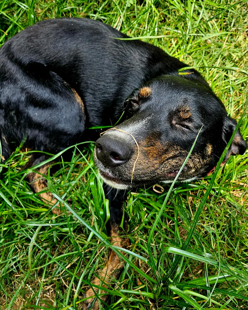 Mazie  Ny thumbnail 3